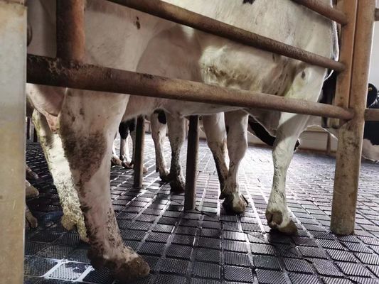 Anti Slip / Anti Fatigue Rubber Mat 20mm Thickness For Zoo Animal